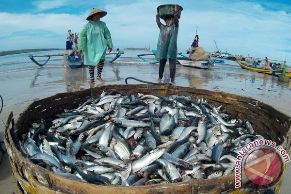 Mahasiswa Unej Teliti Ikan Temuru untuk Obat