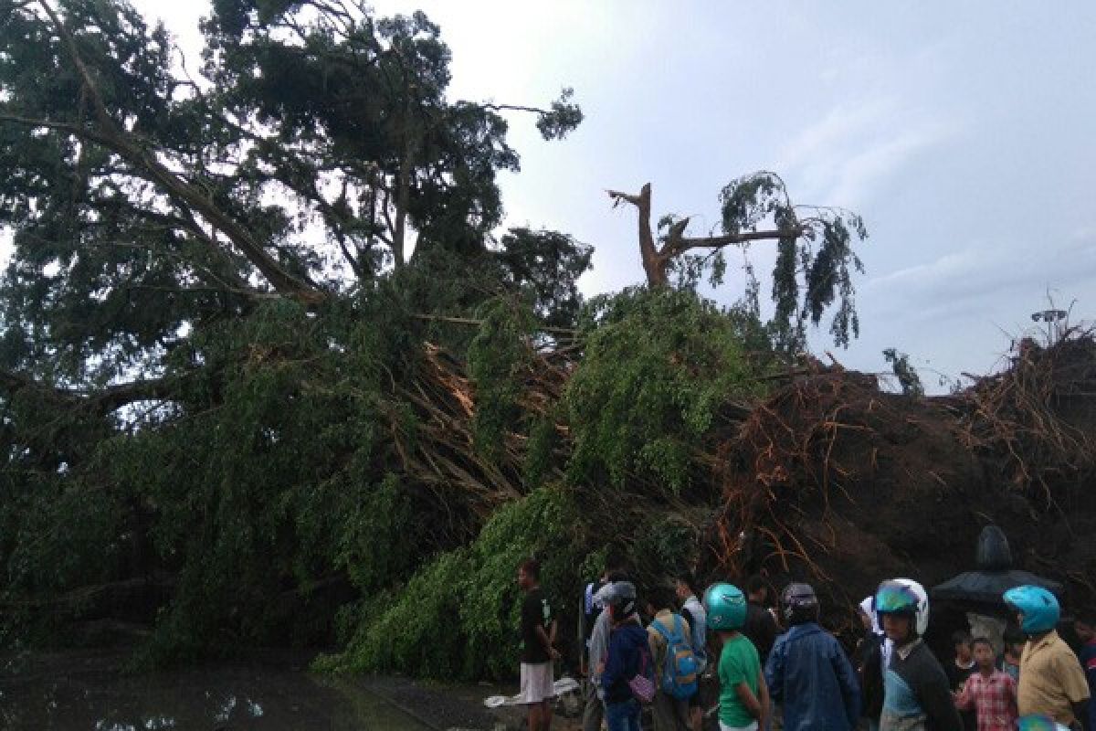 Puting Beliung Terjang Purbalingga, Beringin Besar Roboh