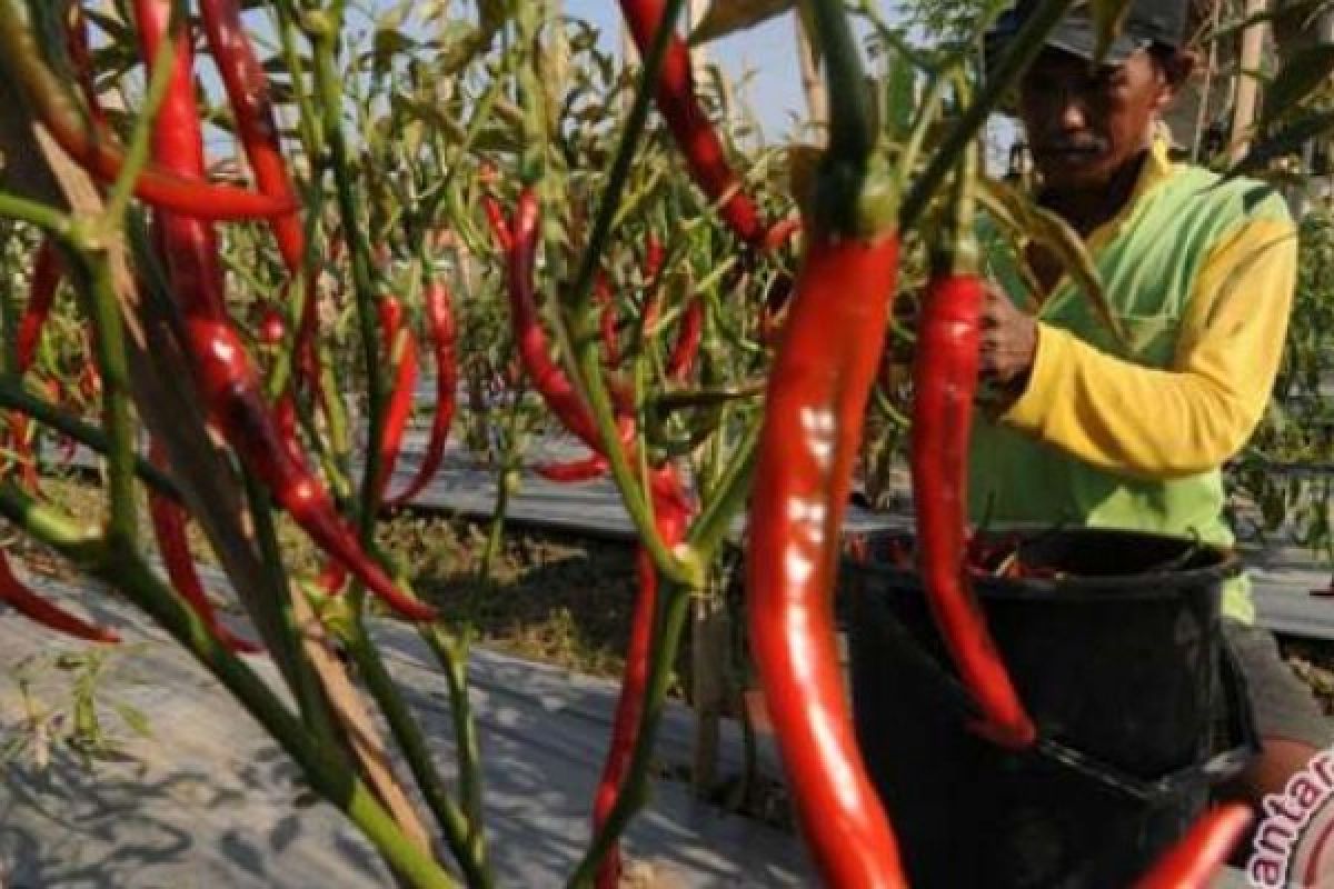 Persediaan Terbatas, Harga Cabai Merah Di Dumai Melambung Tinggi