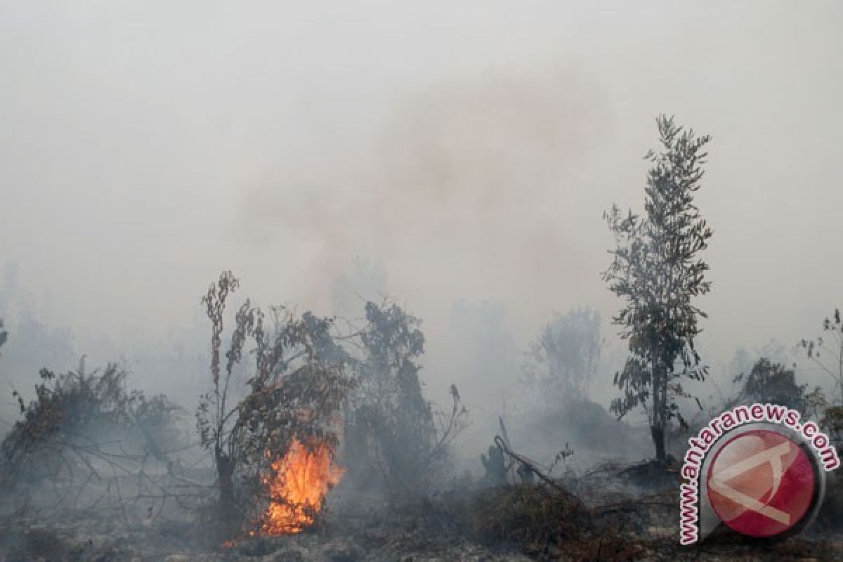 Peneliti Kenalkan Sistem Peringatan dini Kebakaran Gambut