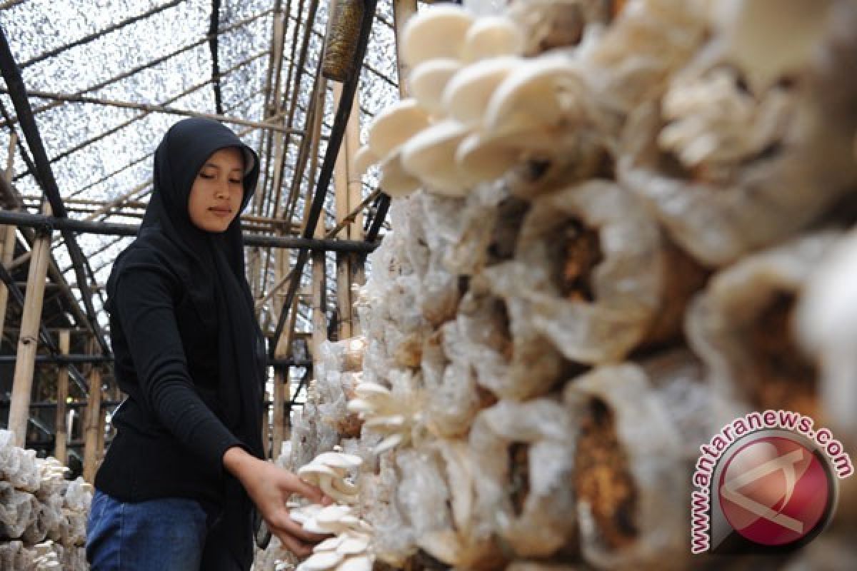 Produksi Jamur di Temanggung Kewalahan Penuhi Permintaan