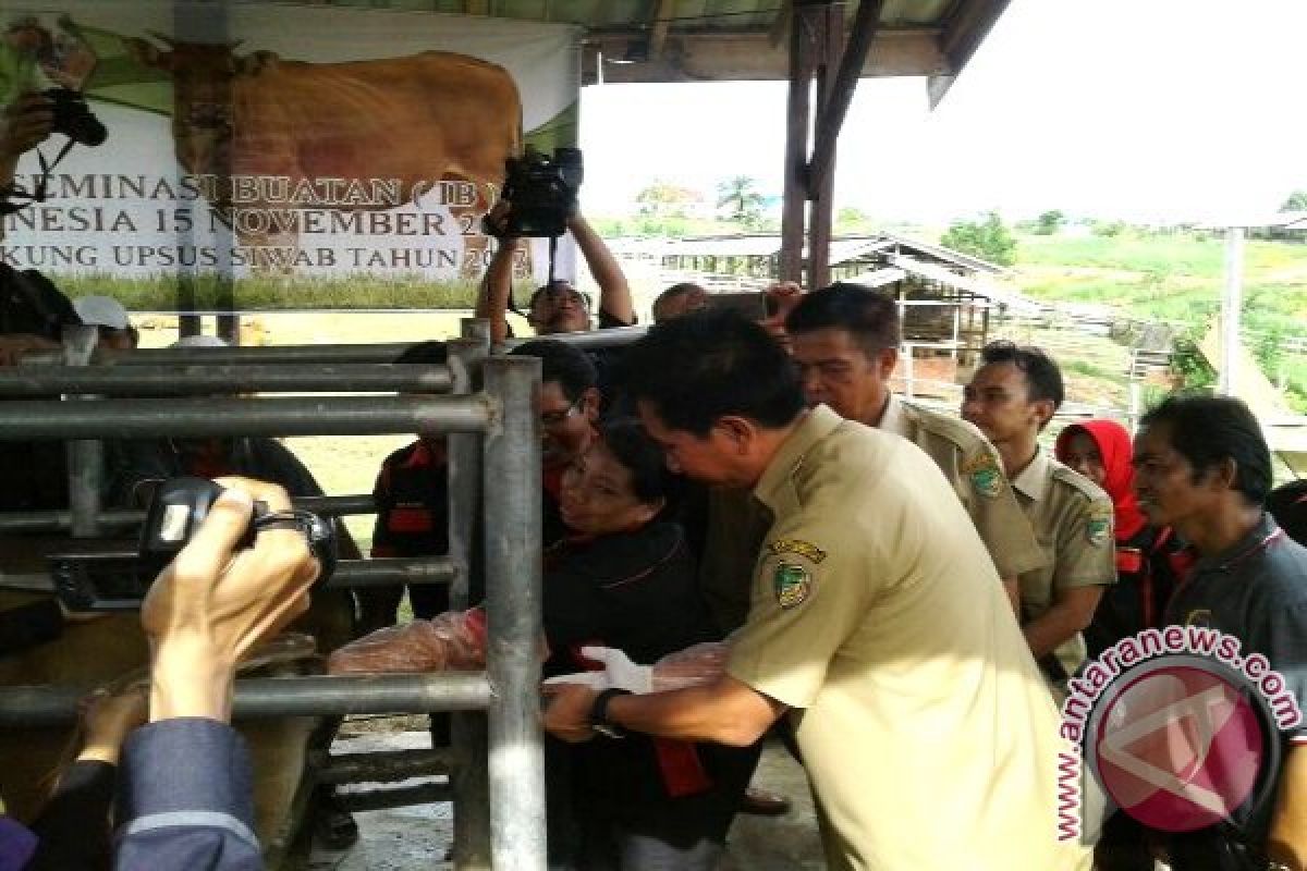 Dongkrak Populasi Sapi, Barut Lakukan Inseminasi Buatan