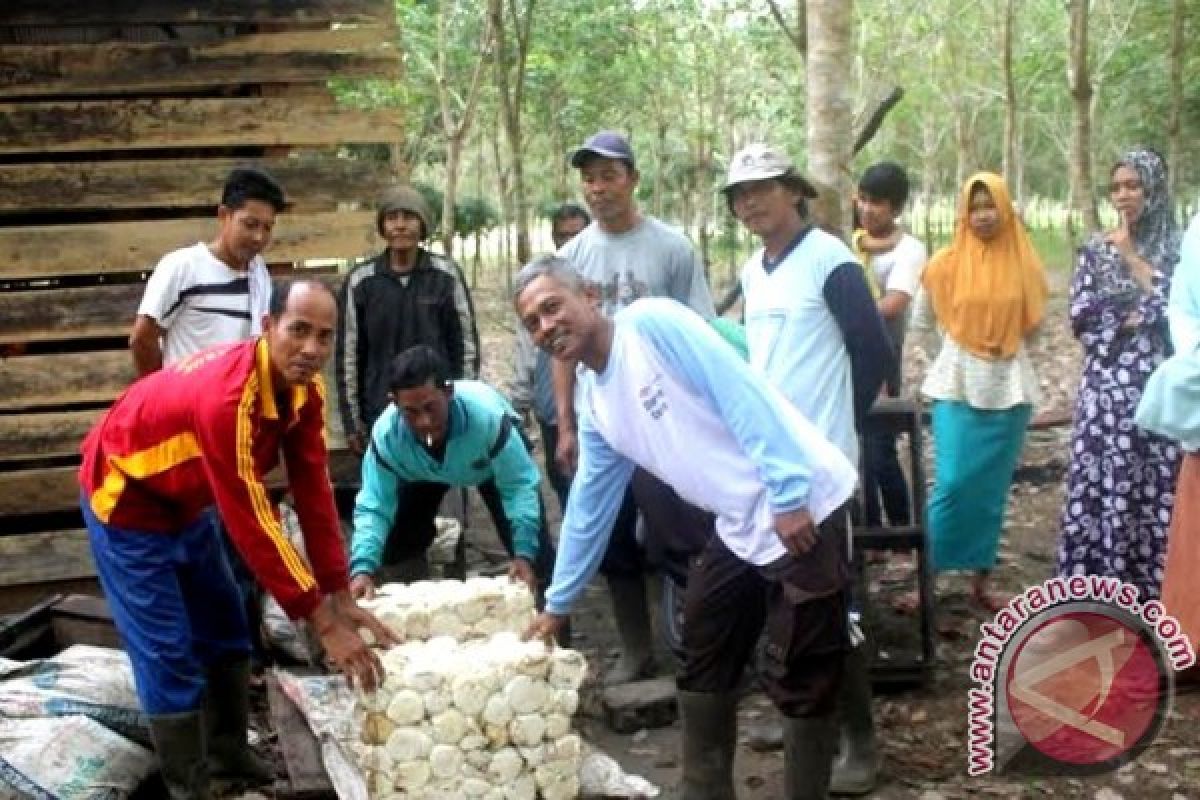 Petani Karet Gembira Harga Karet Capai Rp14 Ribu/Kg