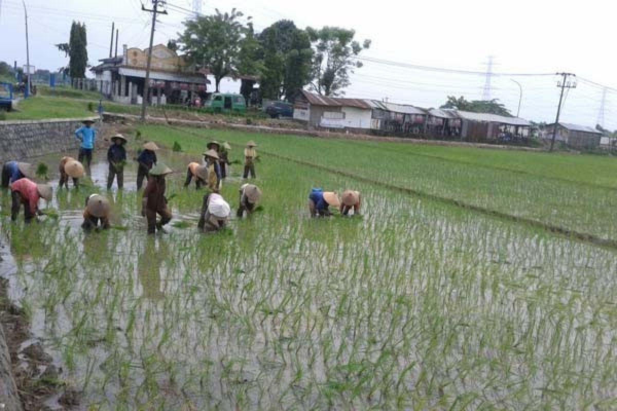 10.932,28 Ha Tanaman Padi Diasuransikan di Jateng