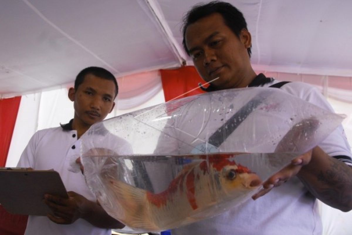 90 Ikan Koi Adu Cantik di Temanggung