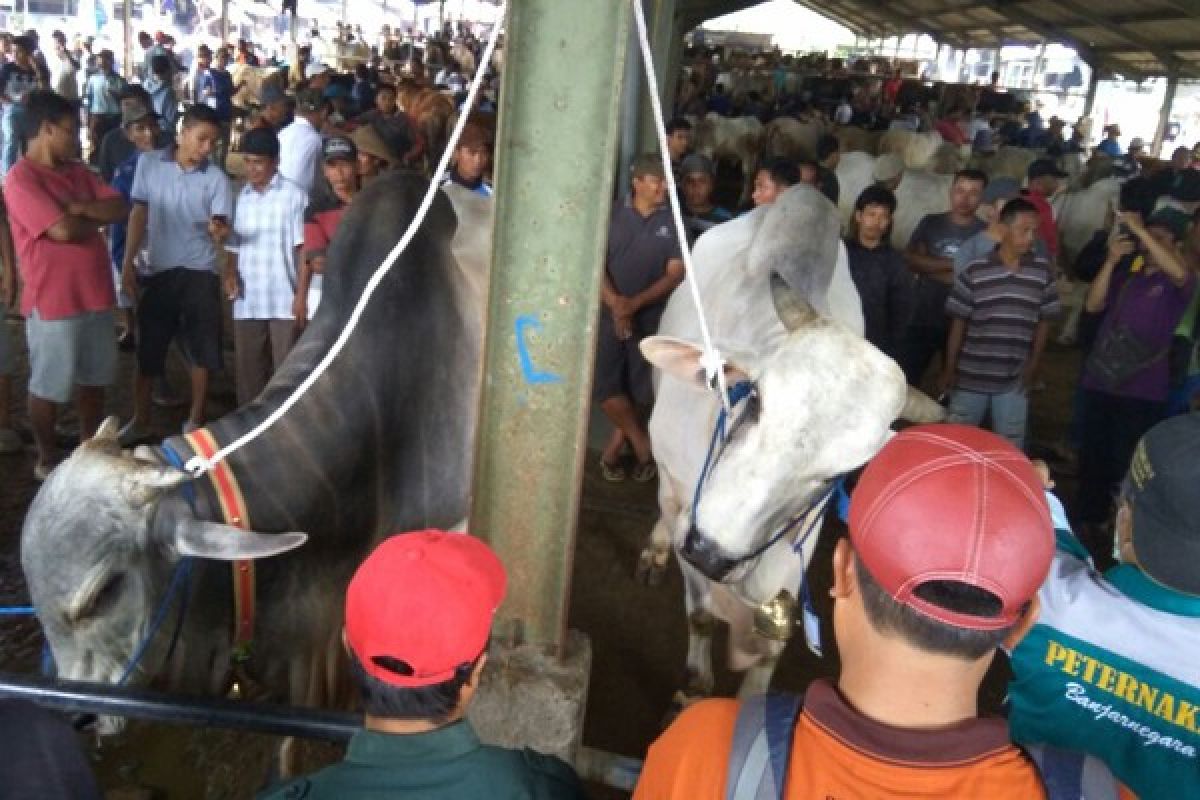 Central Java Self-Sufficient in Beef