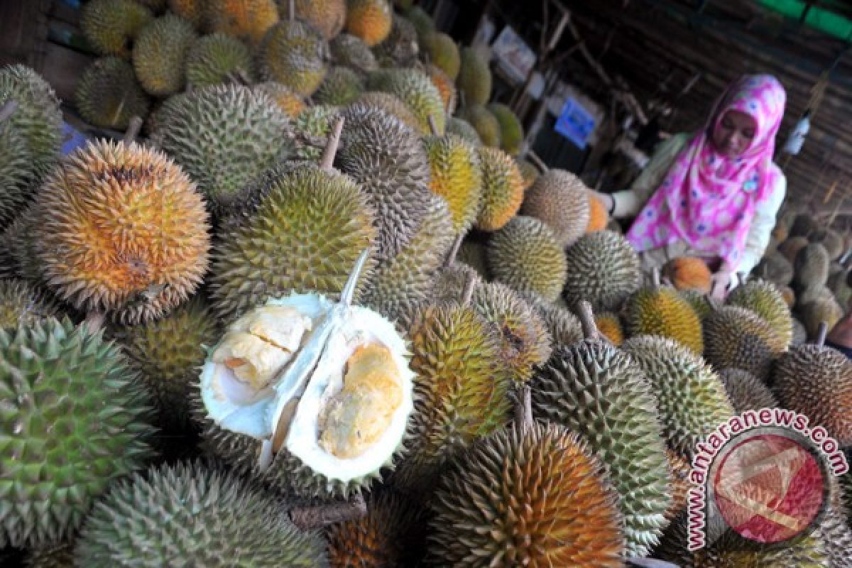 Durian Cumasi khas Babel dihargai Rp300 ribu