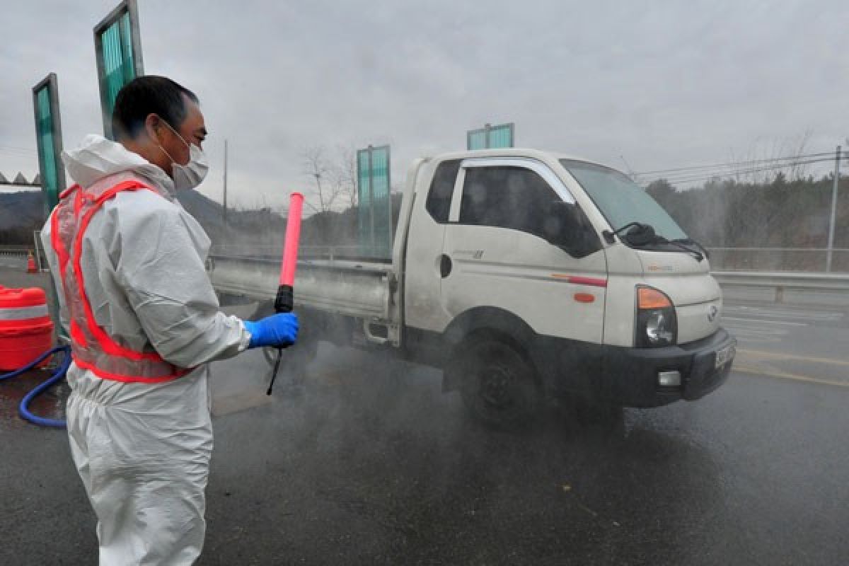 Korsel konfirmasi jenis flu burung H5N8 pada burung liar