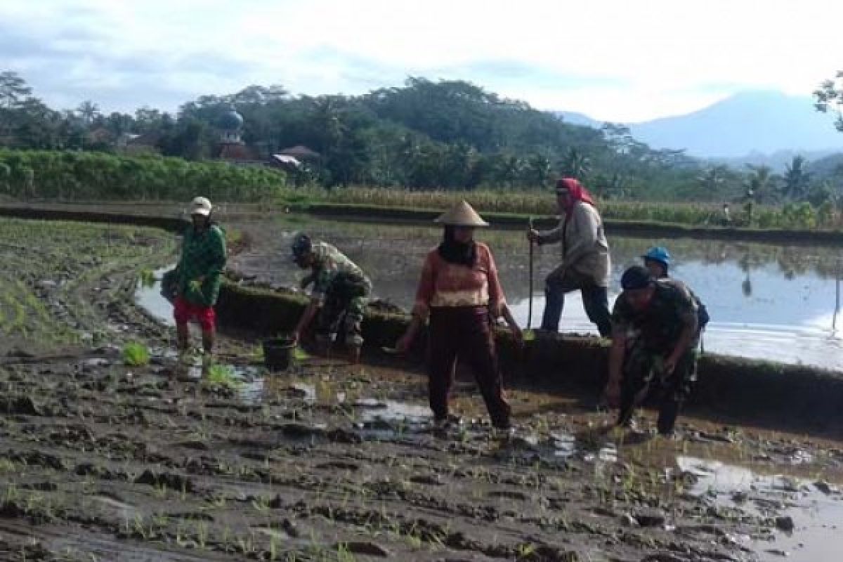 Anggota Koramil Secang Bantu Petani Tanam Padi