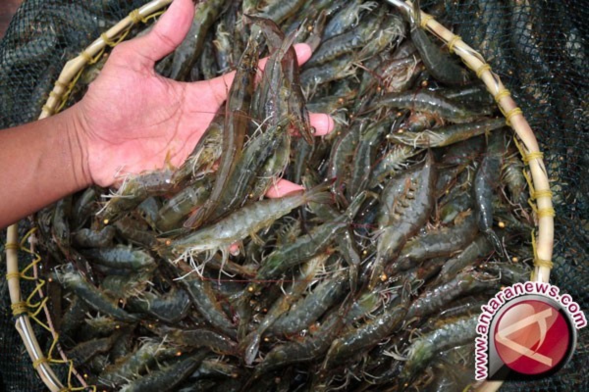 Potensi pengembangan udang windu di Ranah Pesisir