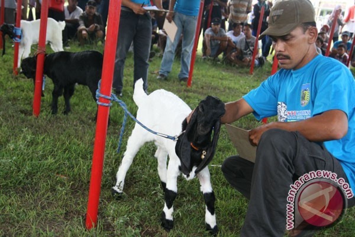 Mahasiswa UI Teliti Kulit Kambing Etawa untuk Cangkang Kapsul