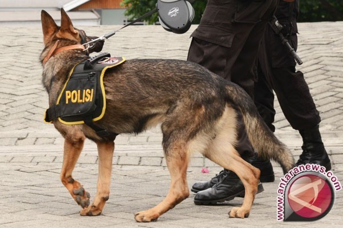 Polres Batang kerahkan anjing pelacak antisipasi teror