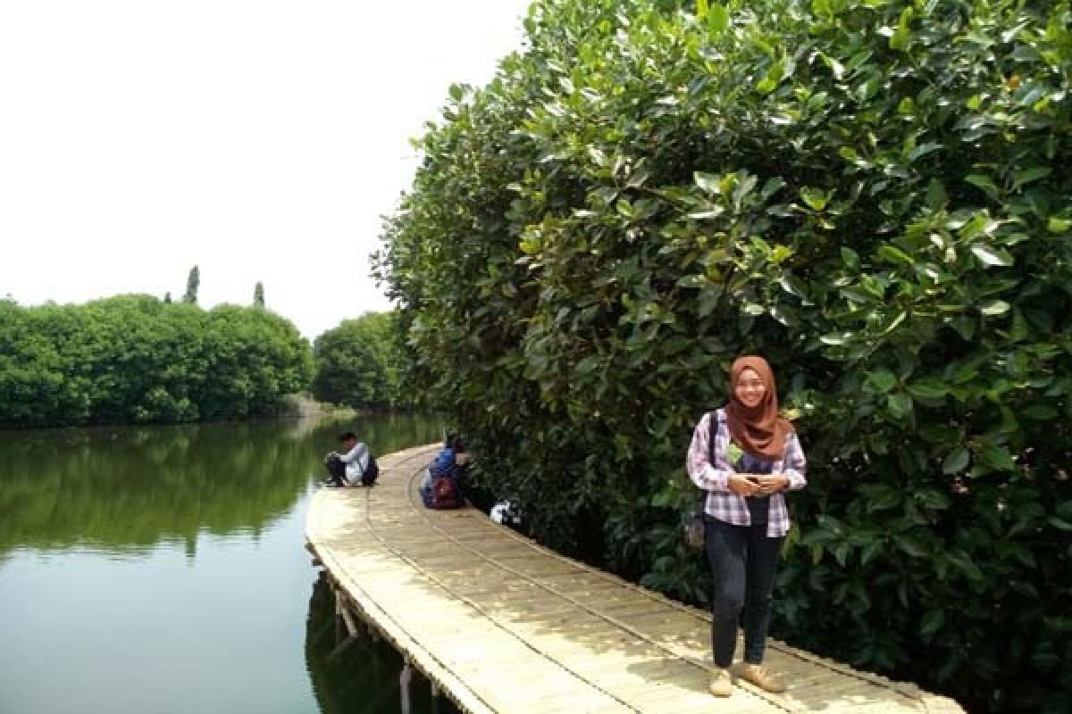 Jelajahi "Tracking Mangrove" di Puri Maerokoco