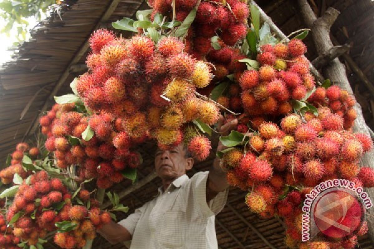 Menkes: Konsumsi Buah Sayur Lokal Penting dalam Mewujudkan Gizi Seimbang