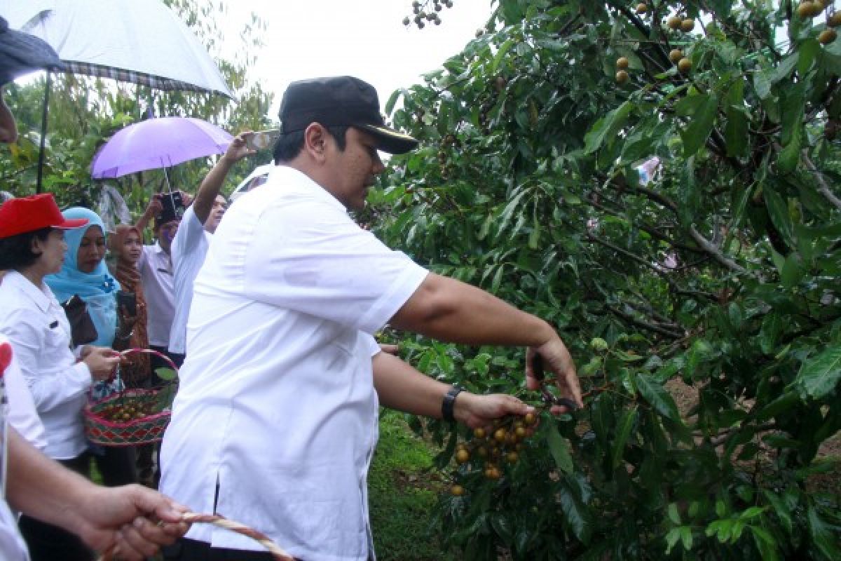 Hendi Panen Raya Kelengkeng di Gunungpati