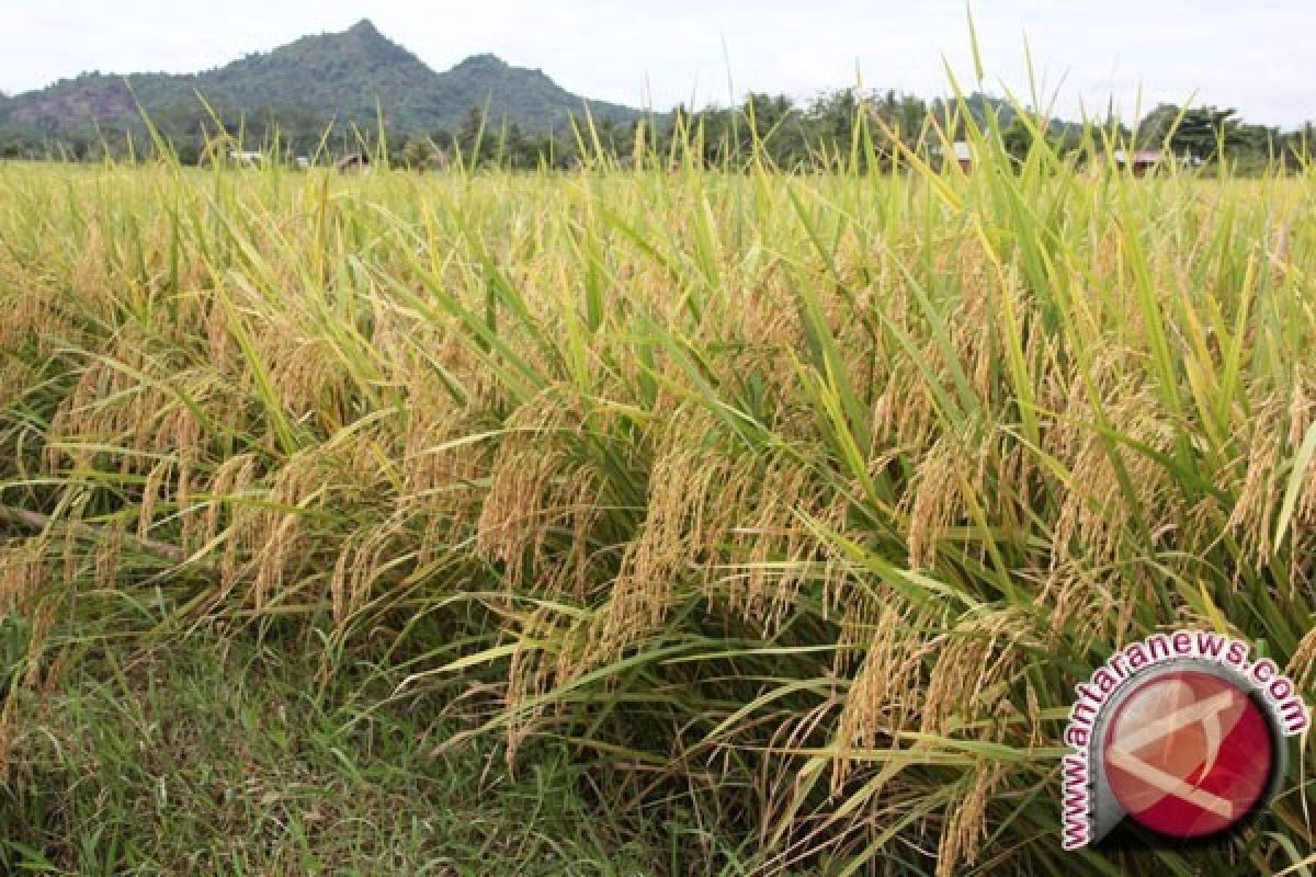 2017, Bulog Jateng Targetkan Pengadaan Pangan 602.276 Ton