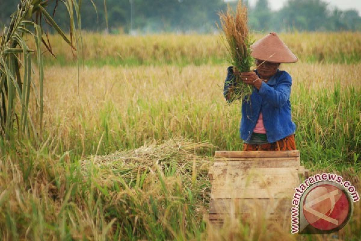 Jateng Bangun Penggilingan Beras Modern Berkapasitas 135.000 ton beras/tahun