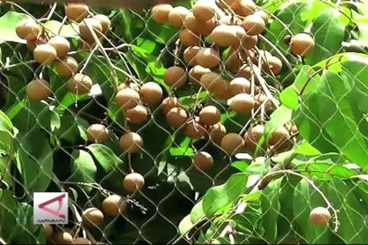 Pedagang Buah Bandungan Jajakan Kelengkeng Impor