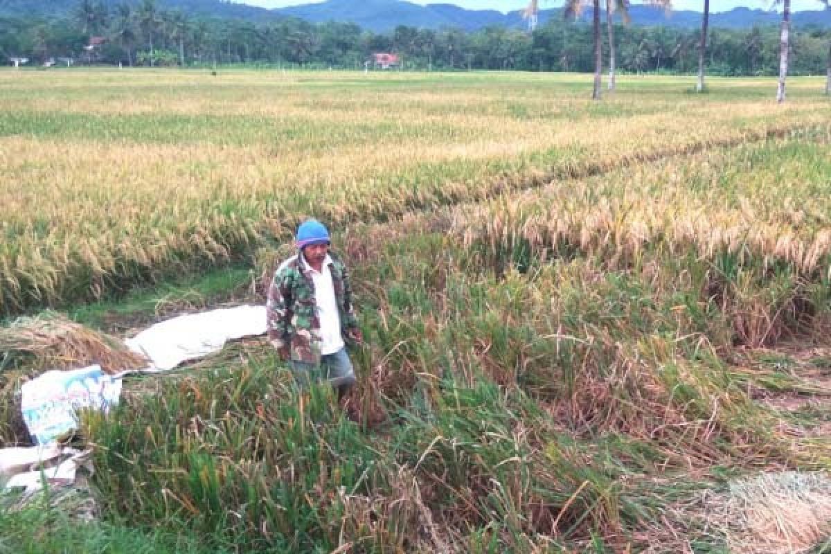 Harga Gabah Tinggi, Bulog Banyumas Menahan Diri