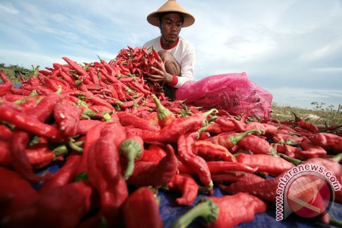 Petani Cabai Magelang Sepakat Bentuk Koperasi