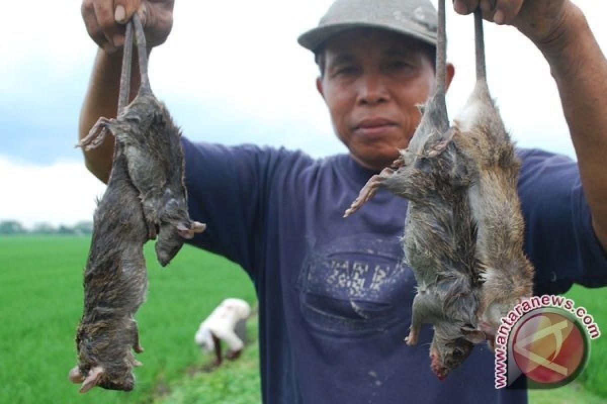 Tikus Serang Delapan Kecamatan di Temanggung