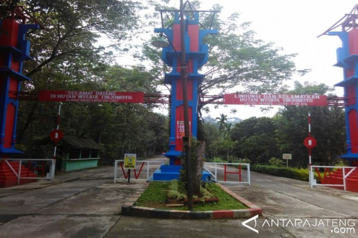 Hutan Tinjomoyo Semarang Persinggahan Migrasi Burung Antarbenua