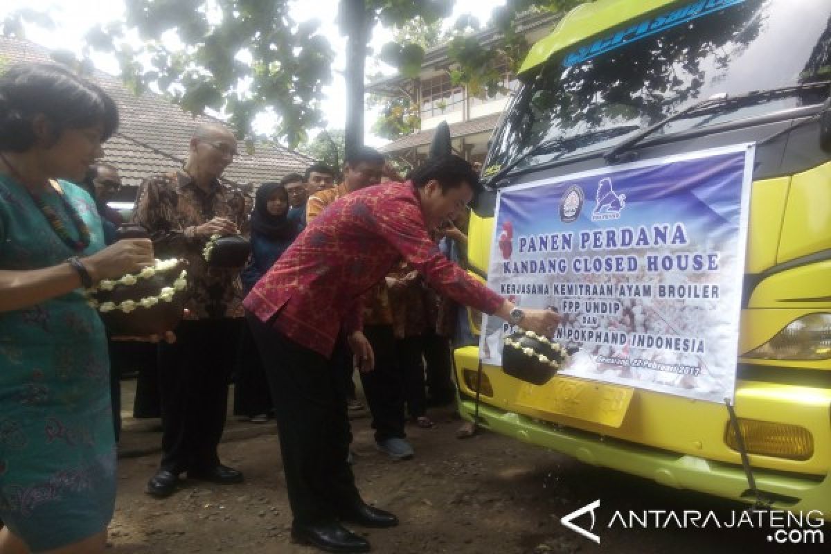 Undip Panen 1.400 Ayam Broiler Gandeng Pokphand