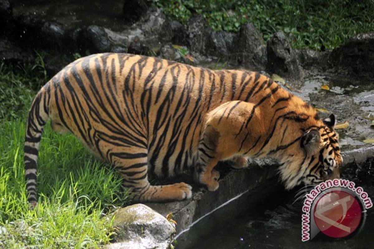 Cagar Alam Maninjau Habitat Binatang Buas dan Hewan Langka