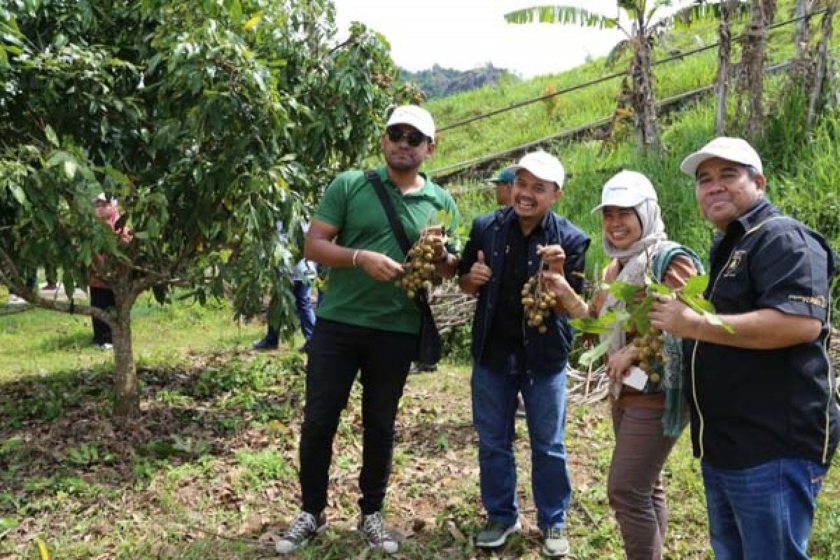 Petani Nglanggeran Nikmati Panen Kelengkeng