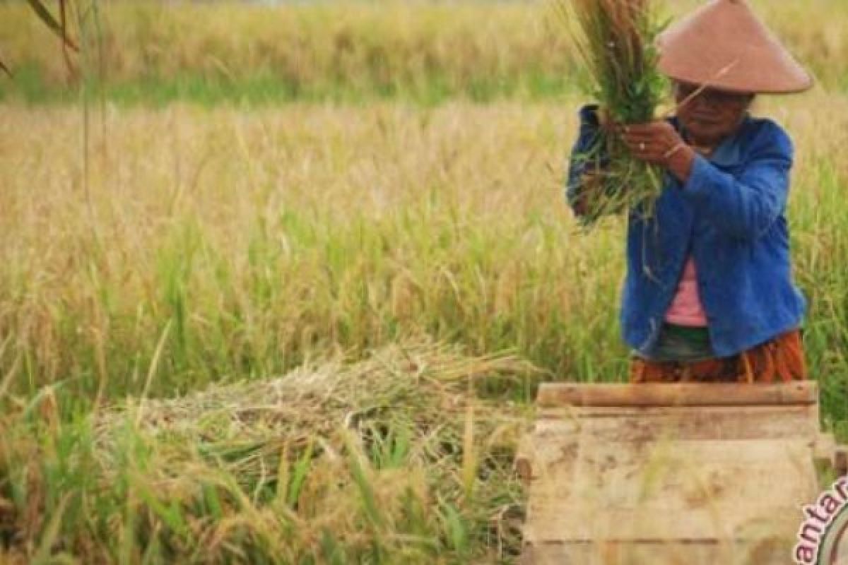 60 Persen Kebutuhan Beras Riau Masih Bergantung Pada Daerah Lain