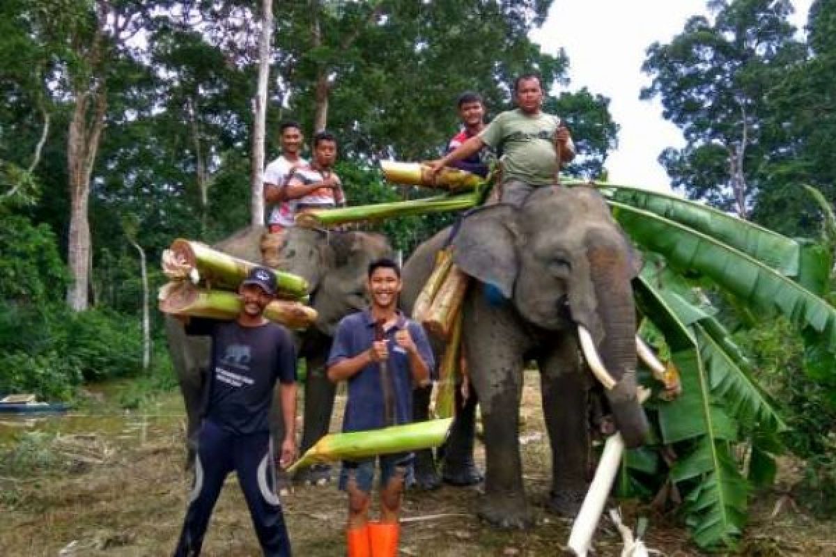 2 Gajah Terpaksa Direlokasi BBKSDA Riau Akibat Banjir Buluh Cina