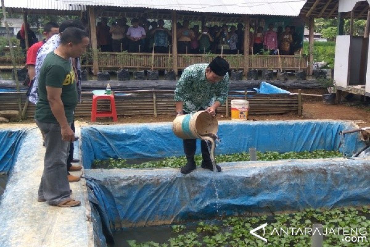 Banyumas Kembangkan Budi Daya Sidat