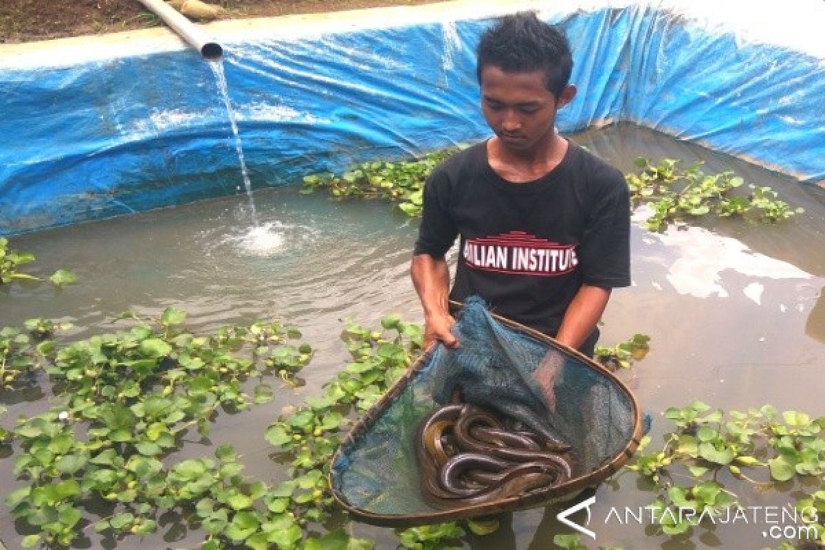 Pembudidaya Ikan Di Banyumas Tertarik Kembangkan Sidat