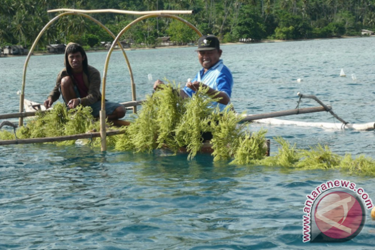 Pengelolaan rumput laut di NTT baru 15 persen