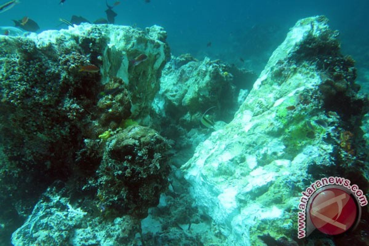 Pemerintah Gugat Terkait Kasus Kerusakan Terumbu Karang Raja Ampat