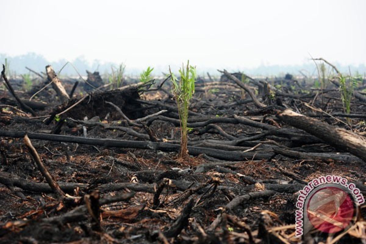 Apresiasi dunia dan rumitnya merawat gambut Indonesia