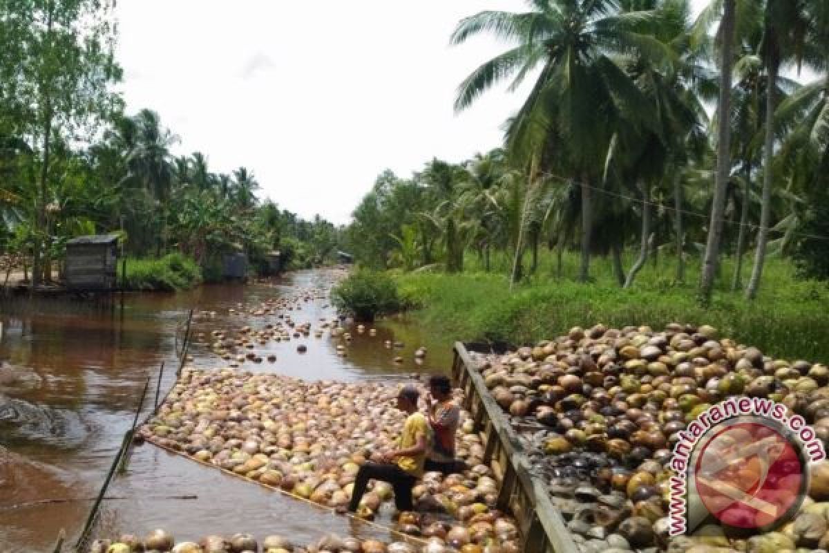 Potensi Buah Kelapa di Seruyan Dilirik Unilever