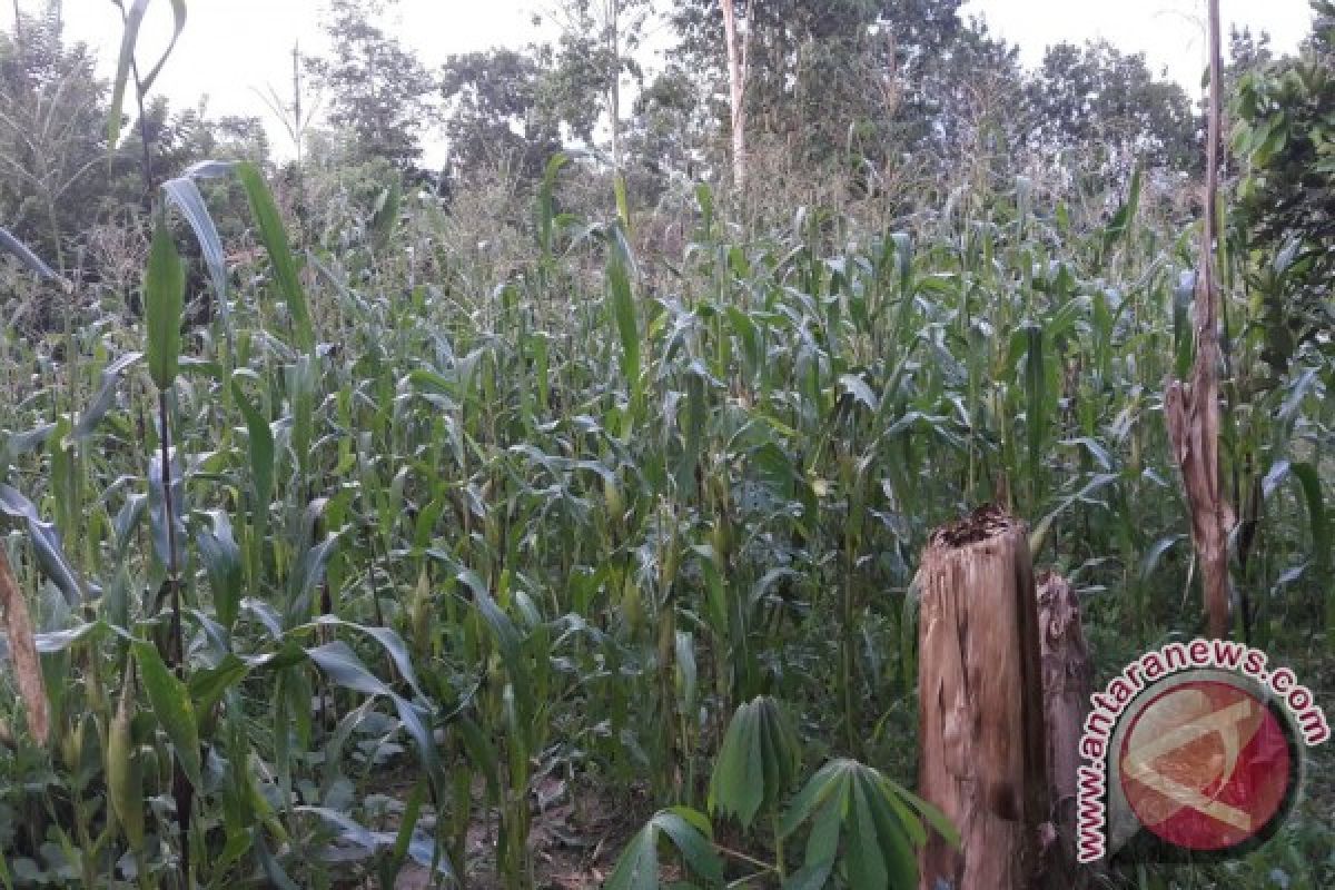 Bulog Sultra Mulai Serap Jagung Petani 