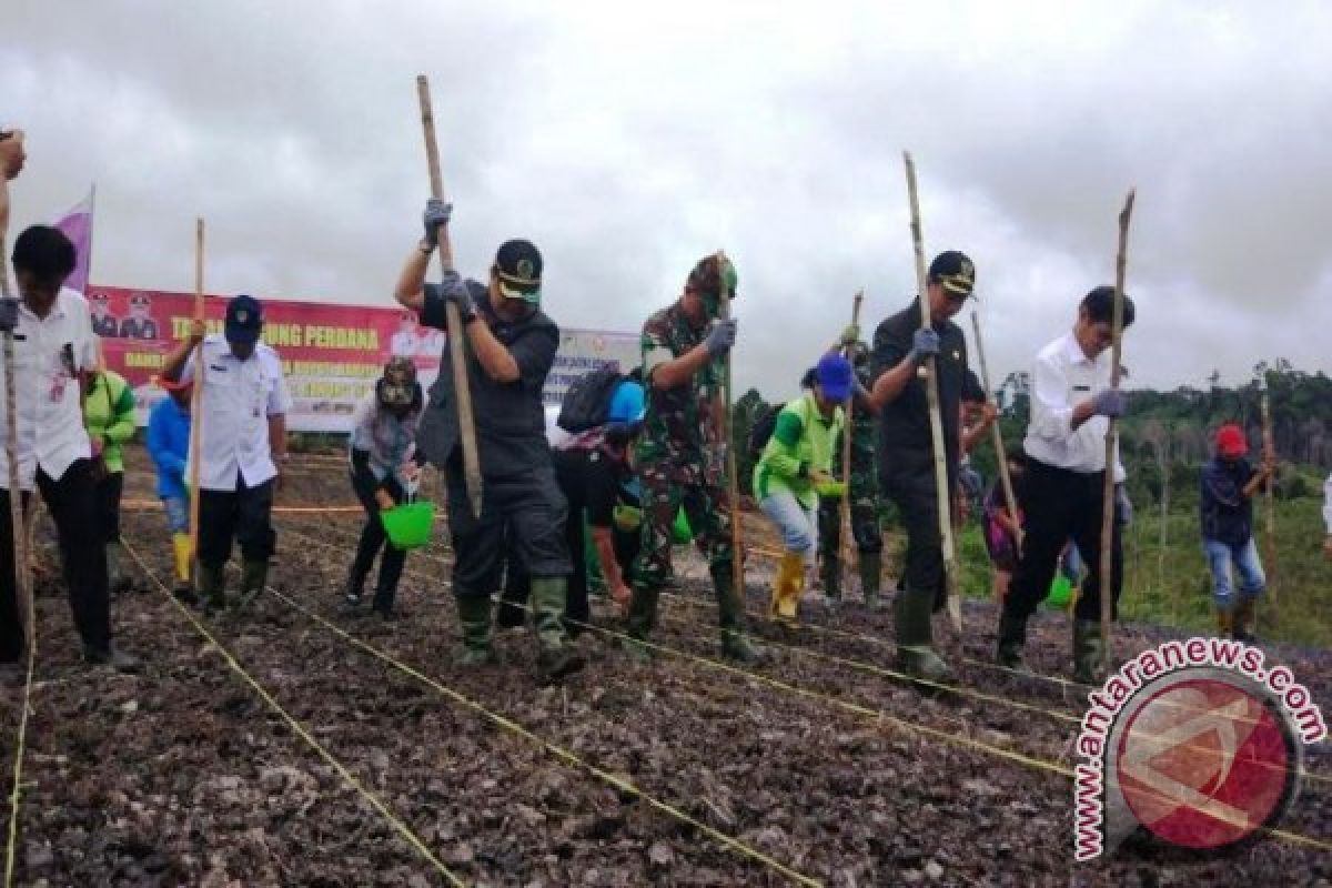 Ternyata! Barito Utara Pemasok Terbesar Jagung di Kalteng-Kalsel