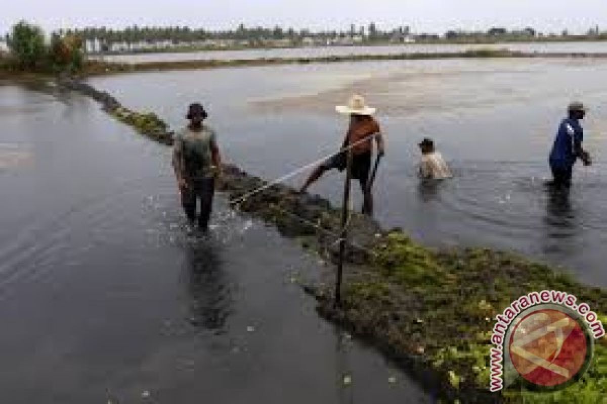 Potensi tambak perikanan Buton Utara menanti investor