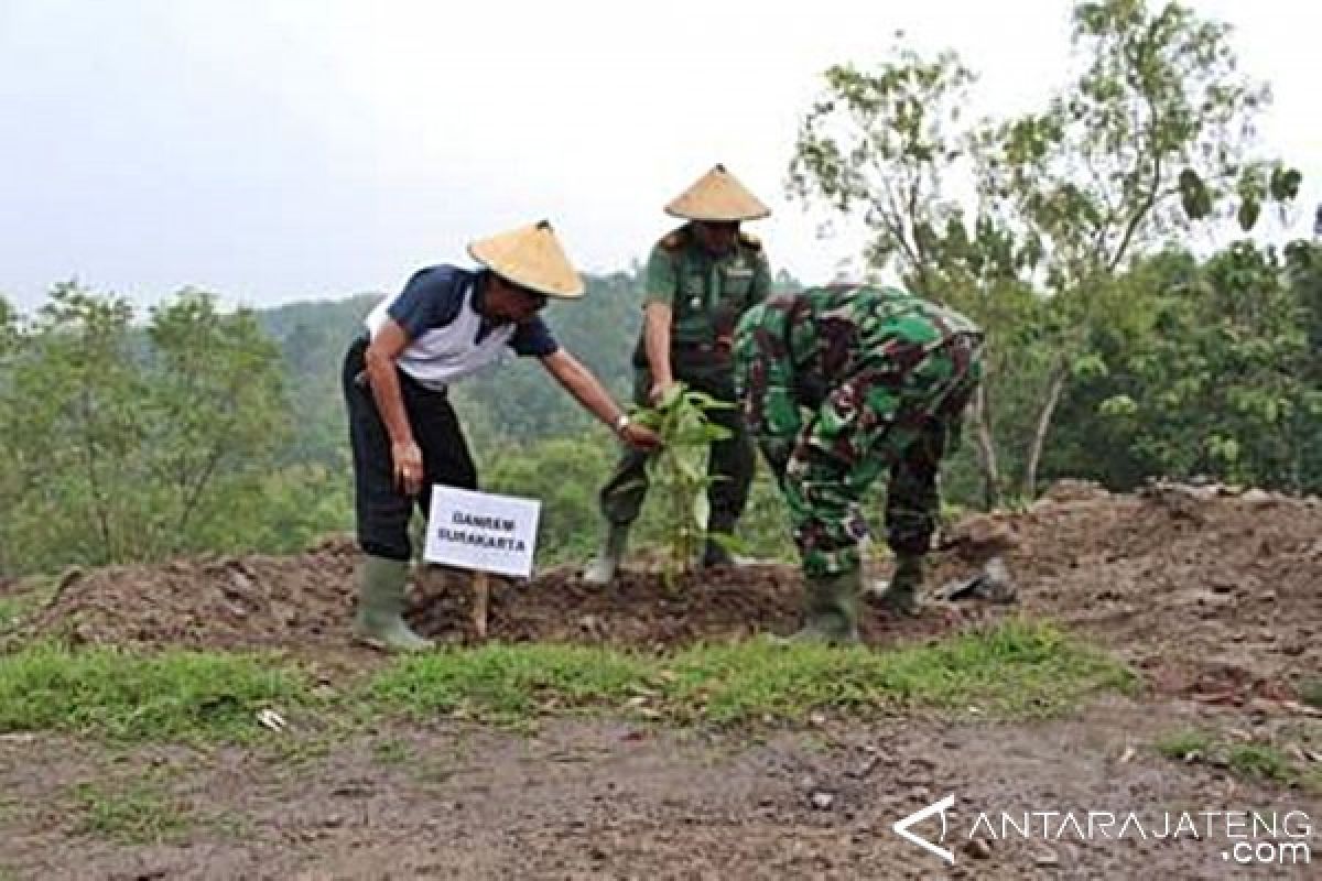 Pepaya Cikita Dikembangkan di Karanganyar