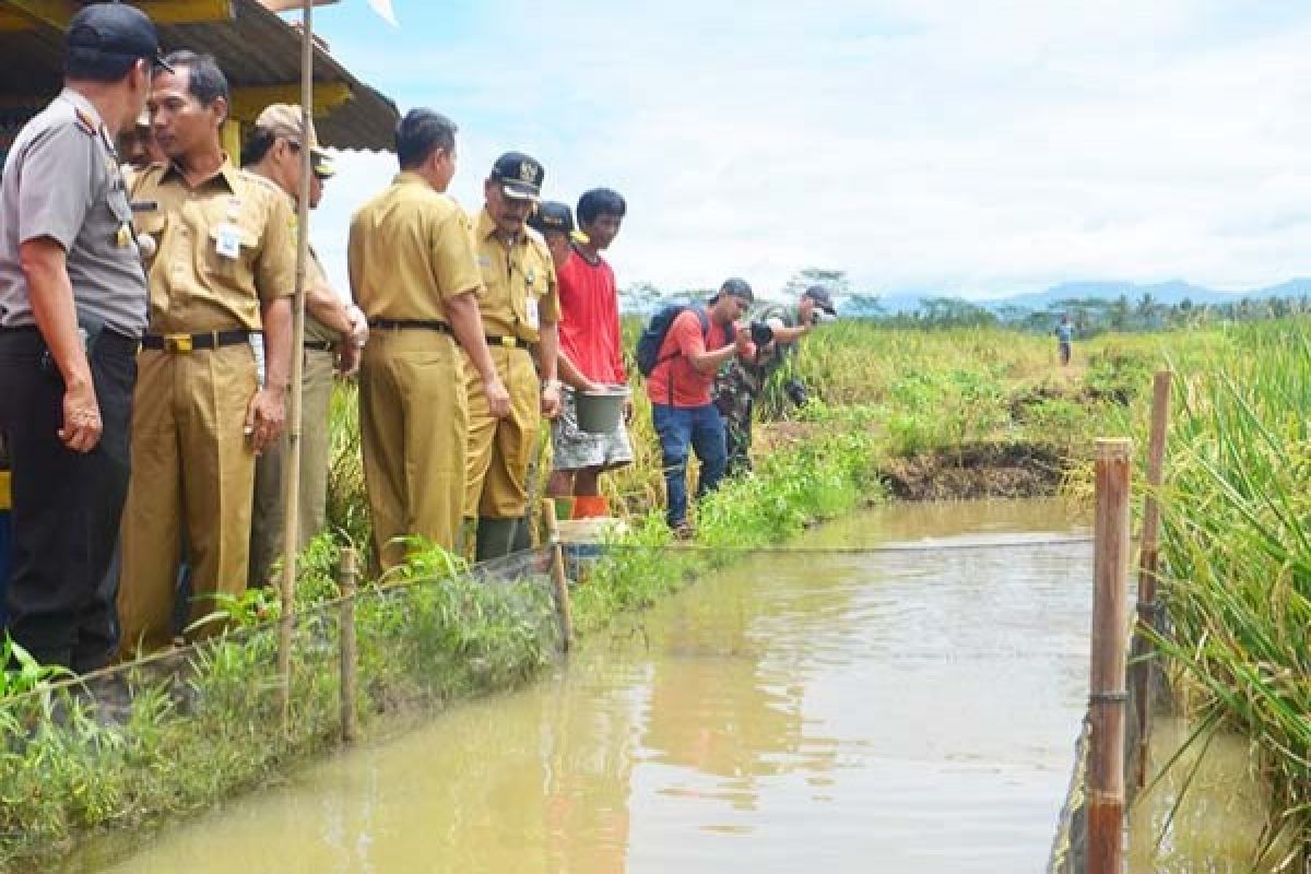 Minapadi-Bioflok Tingkatkan Pendapatan Rumah Tangga Miskin