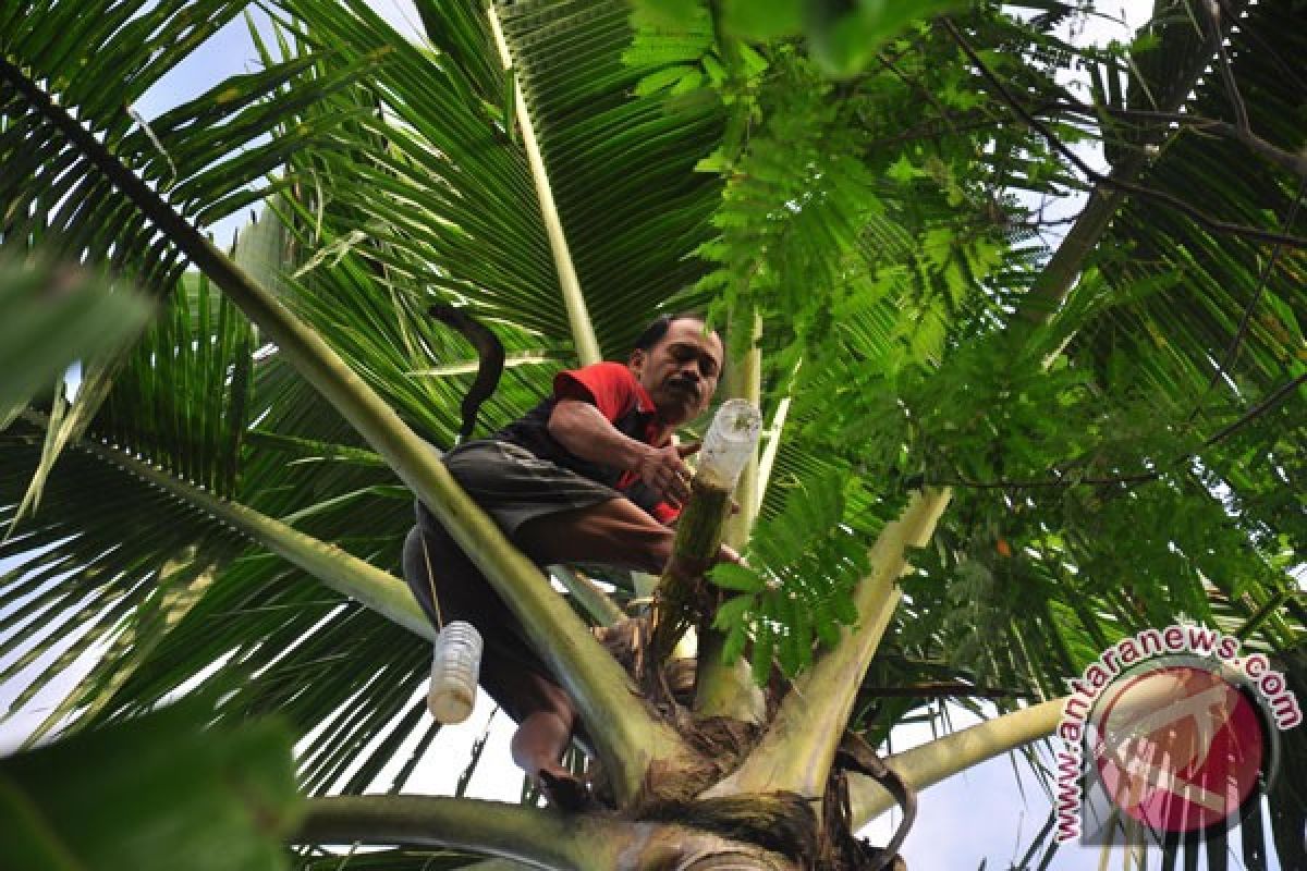 Penderes Nira Kelapa Butuh Bantuan Tangga  