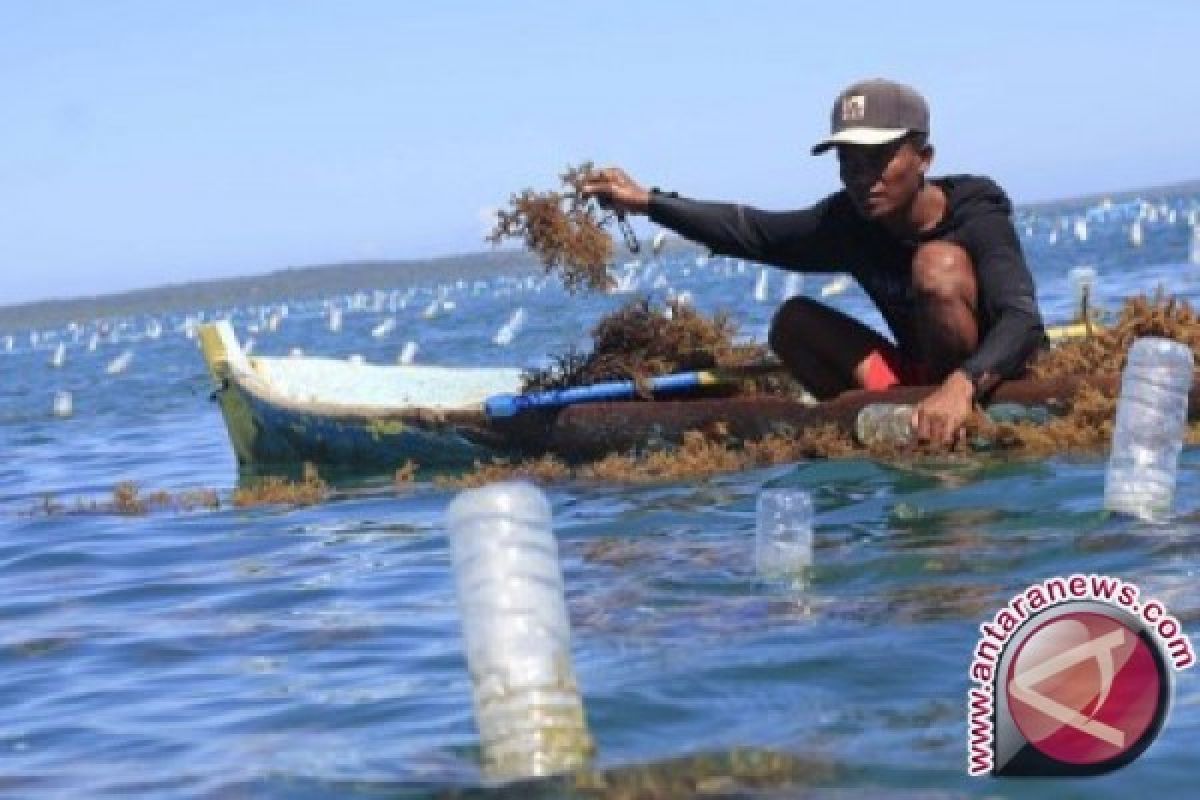 Wakatobi Butuh Balai Benih Rumput Laut