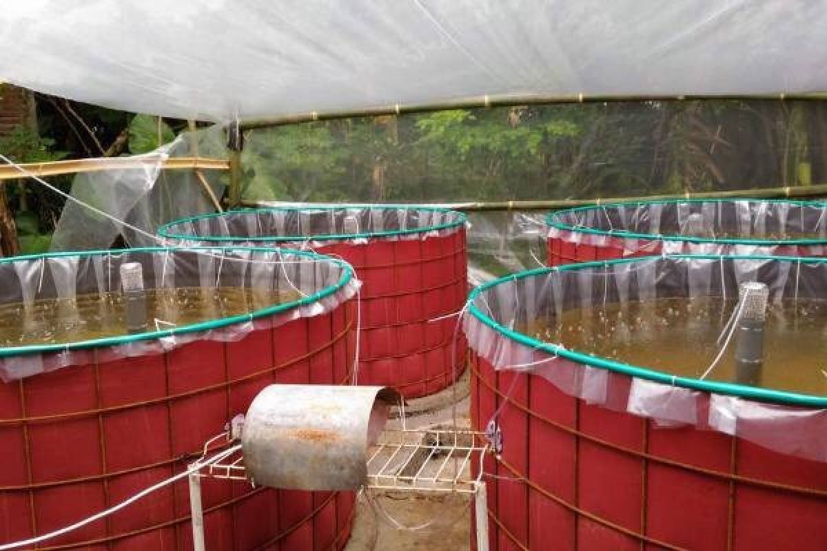 Bioflok, Pembudidayaan Ikan Dengan Teknologi Ramah Lingkungan