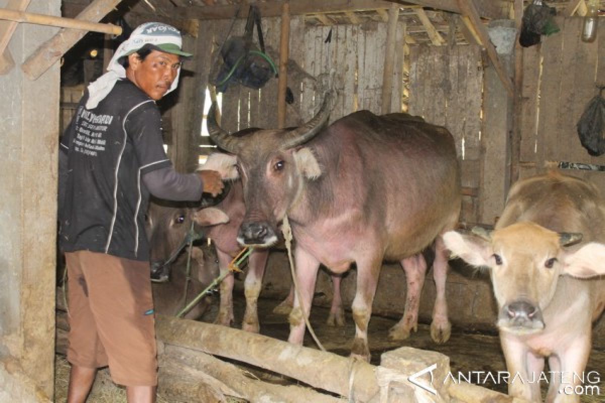 Kementan Tetapkan Kudus Lokasi Pengembangan Ternak Kerbau