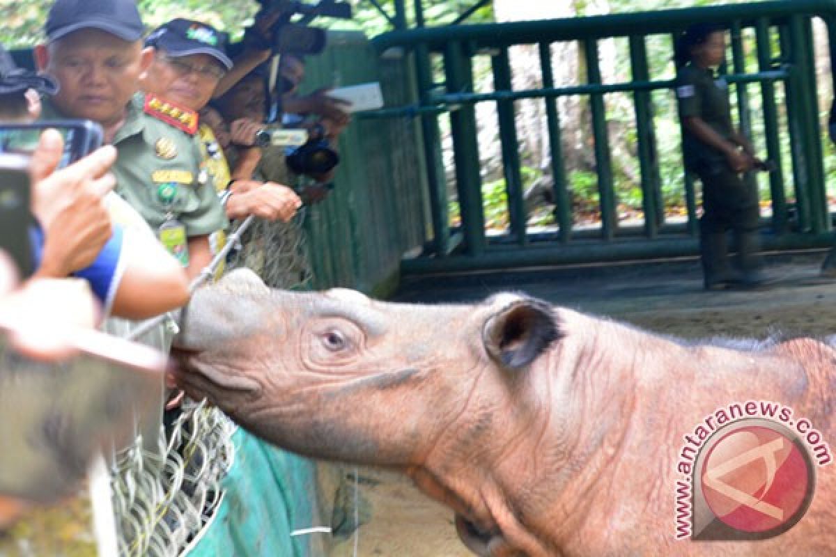 Badak "Delilah" berulang tahun