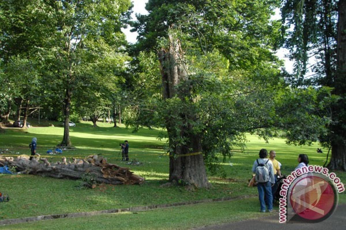 Jokowi menginginkan kebun raya Bogor ditata kembali biar lebih menarik