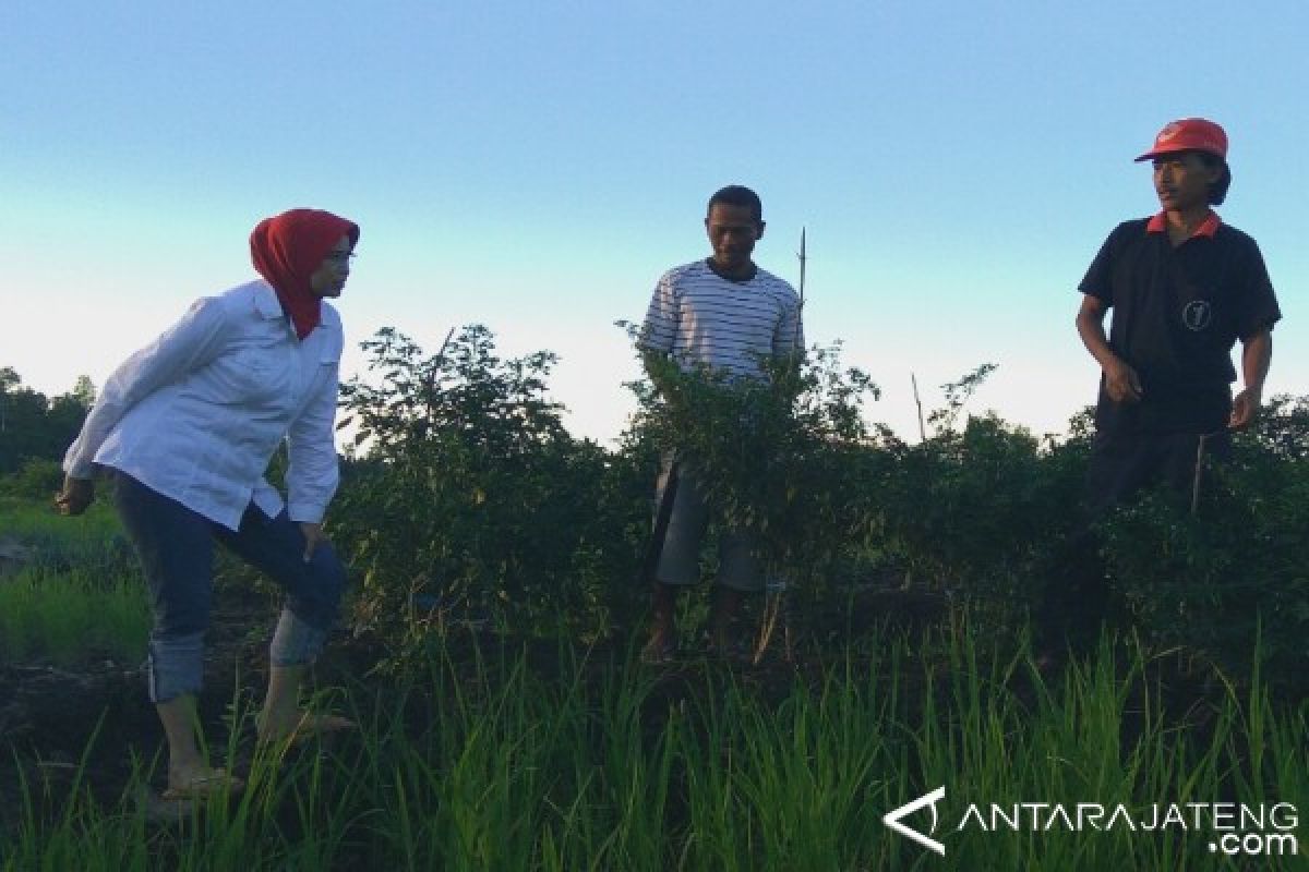 Transmigran Jateng di Kaltara Keluhkan Jatah Hidup