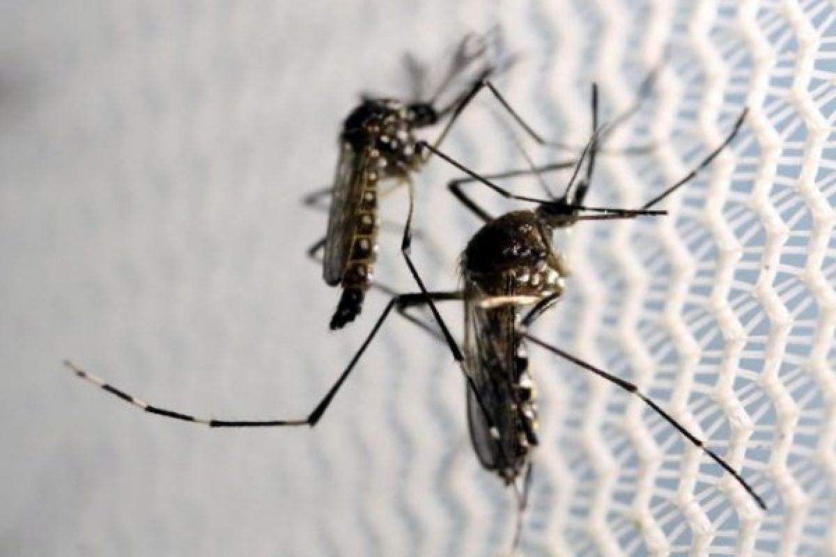  Ilmuwan Akan Uji Kemampuan Virus Zika Bunuh Sel Kanker